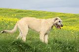 IRISH WOLFHOUND 046